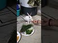 bunny party time 🐰🐇🐰🐇#rabbit #bunny #cuteanimal #cutebunny