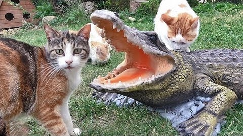 Try Not To Laugh Challenge - Funny Cat & Dog Vines compilation 2017