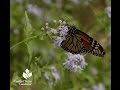 Butterfly Garden Design |John Dromgoole |Central Texas Gardener