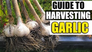 Harvesting Your Garlic  The Definitive Guide For Beginners