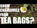 Can You Grow Chamomile from Tea Bags?