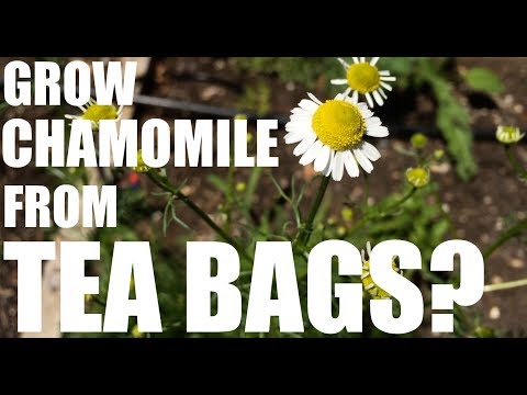 Video: Paano Gumawa Ng Mga Itlog Ng Chamomile At Valentine