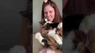 Sassy Koonz Kitten Mockingbird Maine Coon Personality Assessment by Sassy Koonz Maine Coon Cattery 372 views 7 months ago 1 minute, 18 seconds