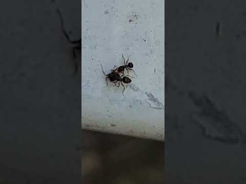 Video: Bekjempe maur og utrydde flått