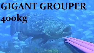 Spearfishing !GIGANT GROUPER 400kg.Подводная охота ! ГИГАНТСКИЙ ГРУППЕР