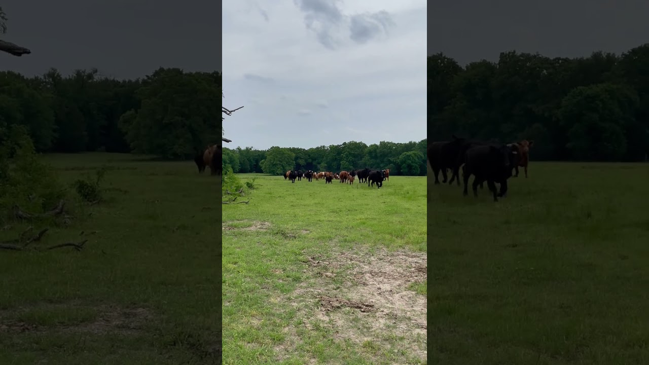 Moving Cows with a Simple "Hey Cows!" | Rotational Grazing in Action