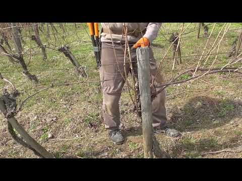 pruning wineyeard/ვენახის სხვლა/обрезка винограда