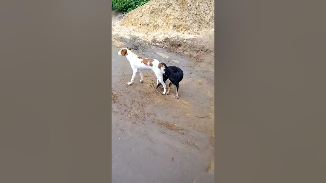 Dogs having sex YouTube