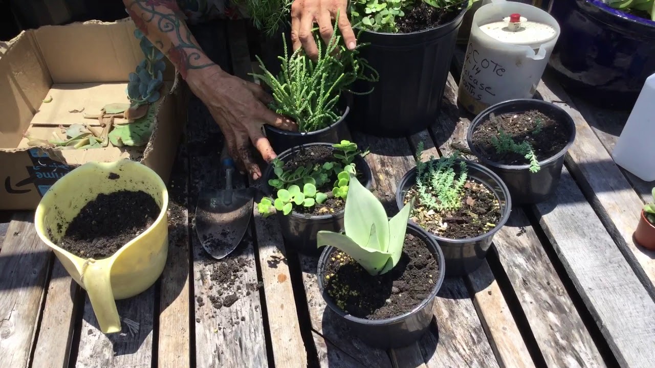 How to make succulent baby