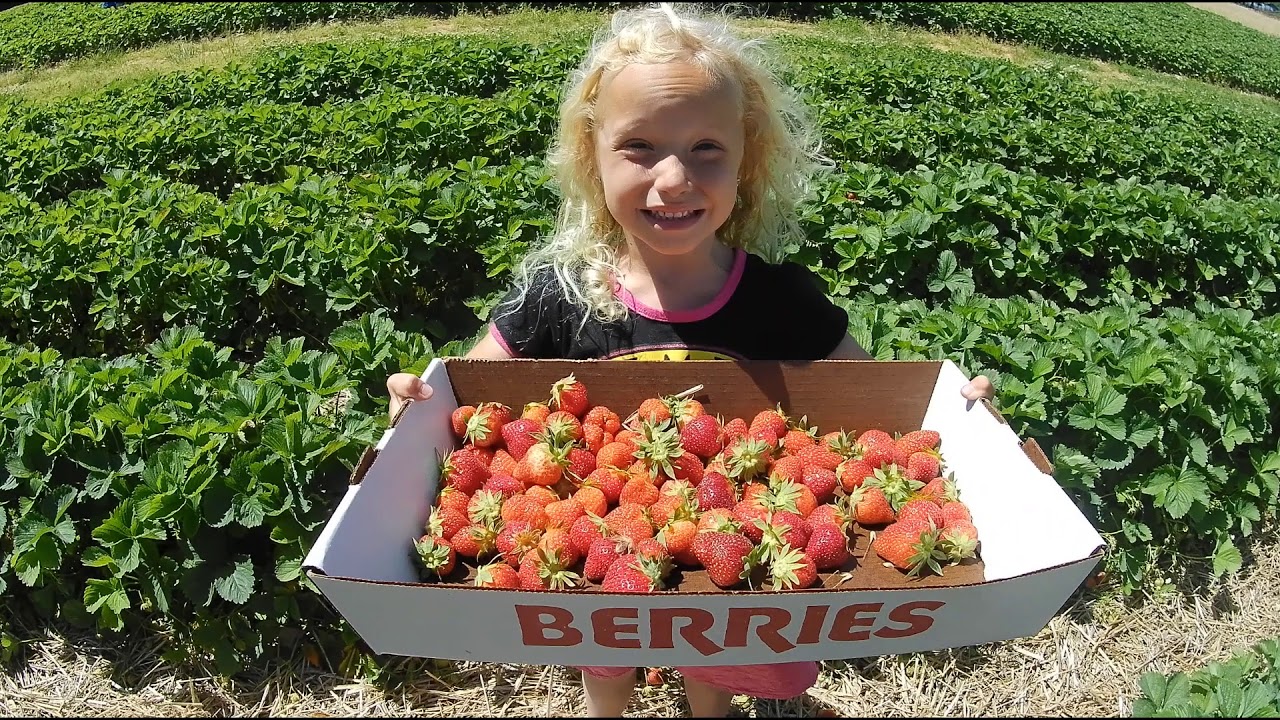 Huber's Strawberry Pickin' YouTube