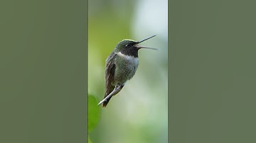 Just another busy day for this Ruby-Throated Hummingbird 🔴 #birds #bird #birdwatching #birdslover