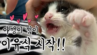 아깽이 이유식 시작했어요! 냥줍일기, 초보집사&아기고양이의 성장일기!! ❤아깽이 껌이의 브이로그❤VLOG