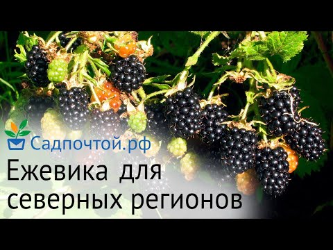Ежевика для северных регионов - зимостойкая и полностью вызревающая