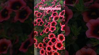 Чем заменить петунию #shorts #trending #short #youtubeshorts #nature #shortvideo #flowers #природа