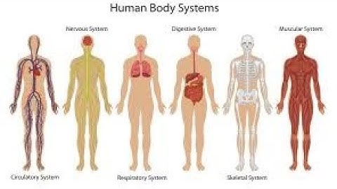 CLASS 1 E.V.S  Book Ch-2 "OUR WONDERFUL BODY" by Mrs. Deepika Joshi