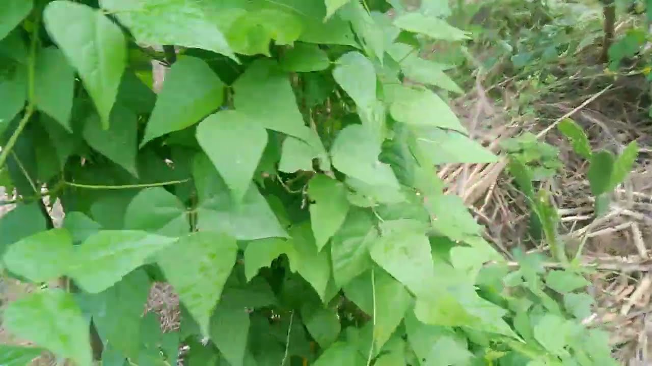 cobertura de solo parte 3 melão de papoco