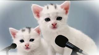 kucing kembar imut!!!ALLAHUL KAFI ROBBUNAL KAFI dunia kucing kucing shalawat kitty kucing lucu