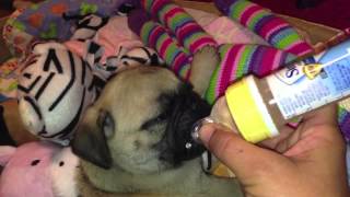 Pug Puppy's FIRST DAY HOME "Banjo" On My Knee
