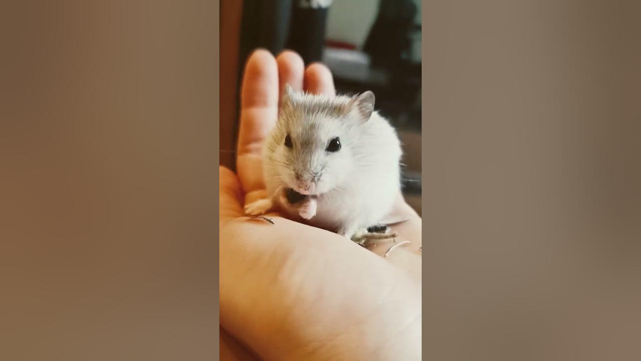 Hamster eating sunflower seed / Chomik je słonecznik Myszunia YouTube