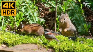 КОШКА ТВ 😺 Милые птицы, белки, утки 🦆 8 часов (4K HDR)