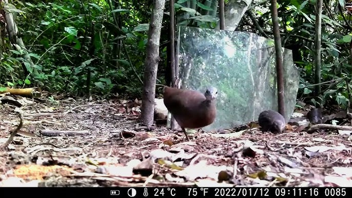 Nova York rato gigante é visto em loja 