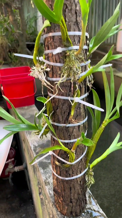 wonderful techniques for learning grafting dendrobium on wood #garden  #orchid