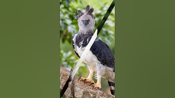 Thumbnail of PHILIPPINE EAGLE VS ALL EAGLES #birdofprey