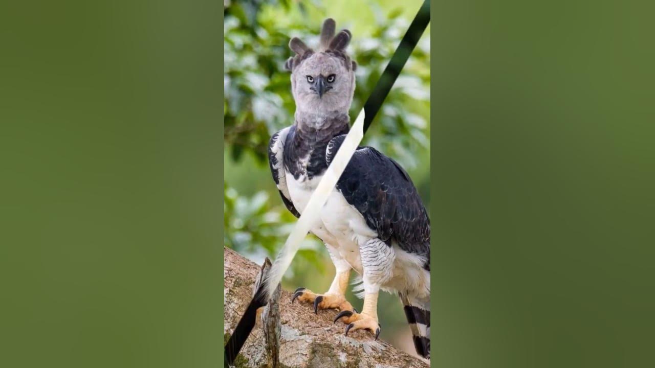 PHILIPPINE EAGLE VS ALL EAGLES #birdofprey