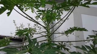 パパイヤ雄木を雌に性転換する実験 การทดลองเพื่อทำต้นมะละกอชายเป็นหญิน