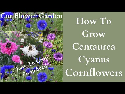 Video: Come fare a deadhead centaurea?