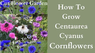 How To Grow Cornflowers | Centaurea Cyanus | Bachelors Buttons|  Cut Flower Garden