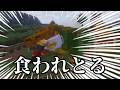 抜刀×魔法でボス討伐するMinecraft part20