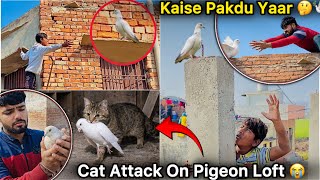 Plot se kabutar Bhag Gaye 😣 || Big Loss Hogya 🕊️