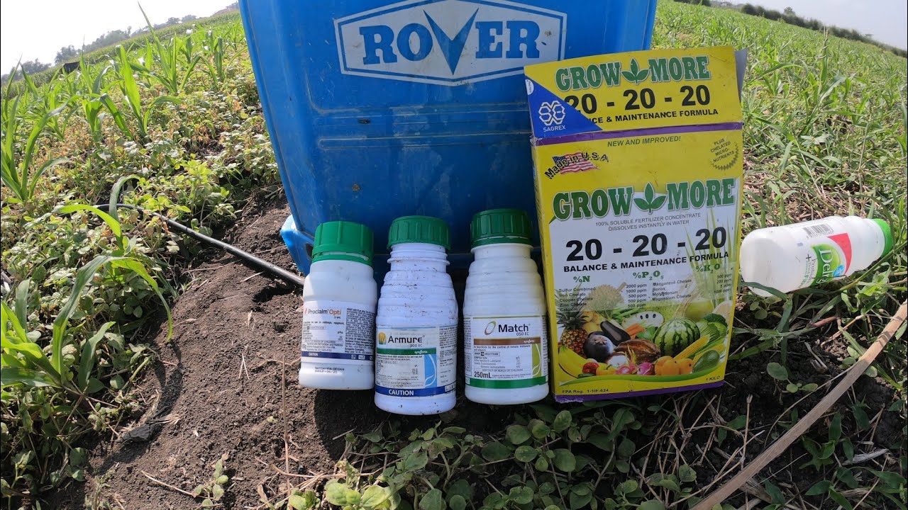 Pamatay Uod sa mais na hybrid Seed