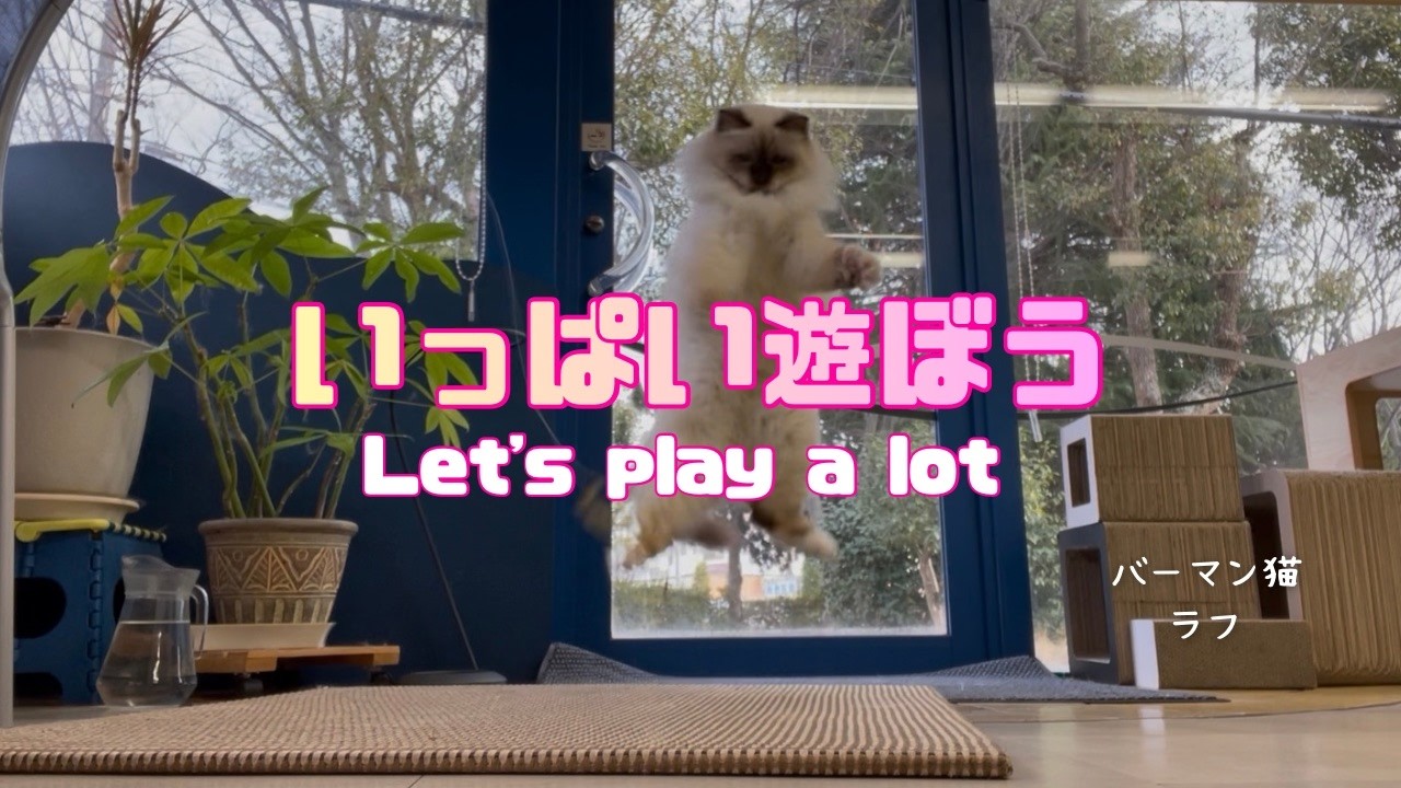 バーマン猫ラフ【いっぱい遊ぼう】Let's play a lot（バーマン猫）Birman/Cat