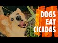 DOGS EAT CICADAS!