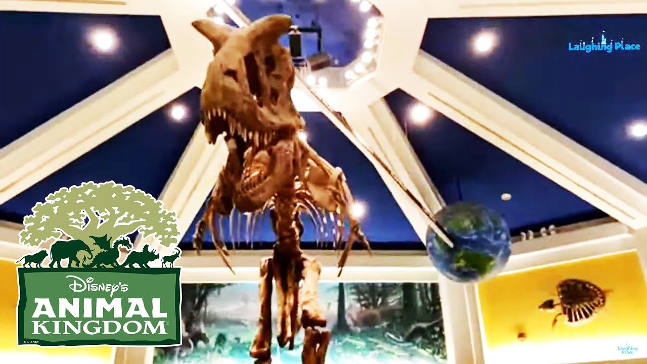 Live from Animal Kingdom on Reopening Day - YouTube