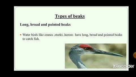 Class-IV, Subject-EVS, Lesson-11(Teeth,Beaks and Claws)