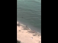 Manta raya gigante nadando junto a un hombre en Miami