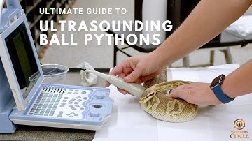 Ultimate Guide to Ultrasounding Ball Pythons