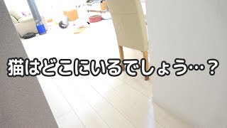 猫が部屋にいないと思ったら…顔だけ浮いてました
