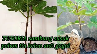 TUTORIA.sambung susuk pohon tin ke loa usia19 hari