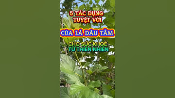 5 tác dụng tuyệt vời của lá dâu tằm, sức khoẻ từ thiên nhiên! #sứckhỏetựnhiên #lamdep #short