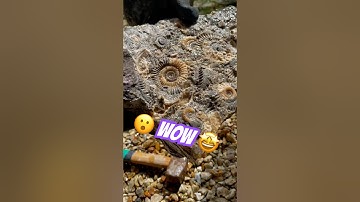 I can’t believe these fossil hunting surprises ⁉️🤔#fossilhunter#rockbreaking#ammonites