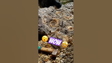I can’t believe these fossil hunting surprises ⁉️🤔#fossilhunter#rockbreaking#ammonites