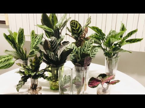 Video: Calathea poate crește în apă?