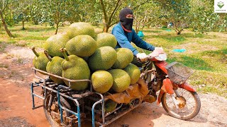 Harvesting 6 Tons of Jackfruit | Jackfruit Cutting and Crispy Fried Jackfruit Making Skills #harvest