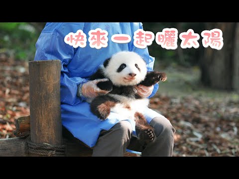 《熊貓早晚安》熊貓寶寶邀請你一起享受冬日暖陽 | iPanda熊貓頻道