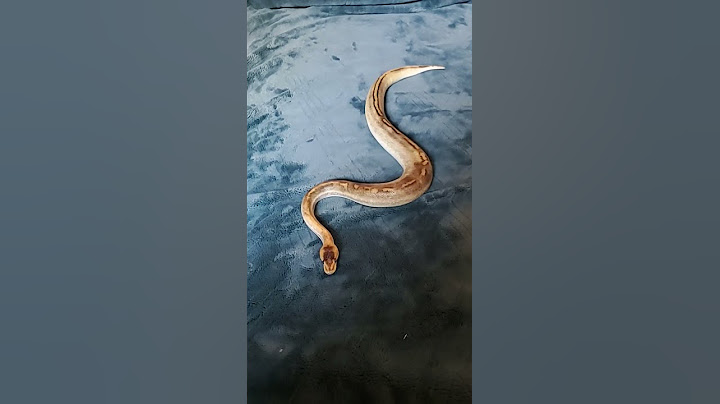 Snake glides on soft blanket