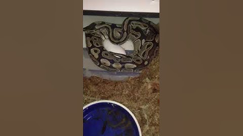 Ball python laying eggs